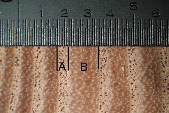 Wood Baseball Bats | ABC Bats